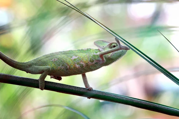 Green Frog Branch — Stock Photo, Image