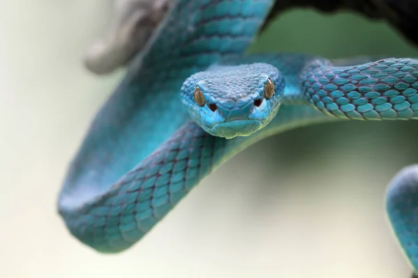 Réptil Serpente Zoológico — Fotografia de Stock