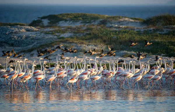 Стая Птиц Фламинго Стоящих Берегу Озера — стоковое фото