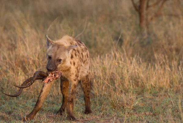 Hyena Feeding Meat Horns Natural Habitat — Stock Photo, Image
