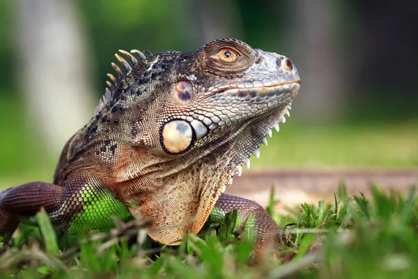 Grüner Leguan Ruht Auf Gras Nahaufnahme — Stockfoto