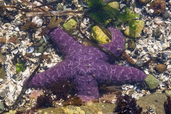 Vista Submarina Hermosa Estrella Mar Naturaleza —  Fotos de Stock