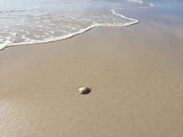 ビーチの貝殻 ペンサコーラ サンタローザ フロリダ アメリカ アメリカ合衆国 — ストック写真