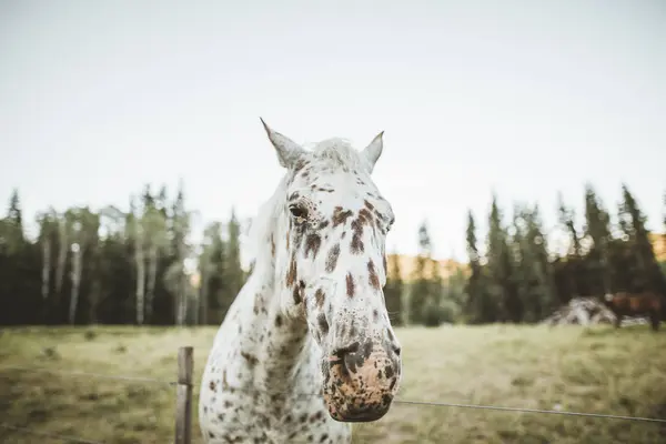 カナダ ブリティッシュコロンビア州のフィールドに立っている斑点のある馬の肖像画 — ストック写真