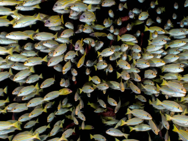 Bandada Peces Mar Sobre Fondo Negro — Foto de Stock