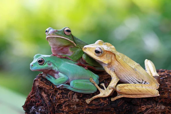 Three Frogs Tree Blurred Background — Stock Photo, Image