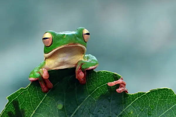 White Lipped Tree Frog Leaf Blurred Background — Stock Photo, Image