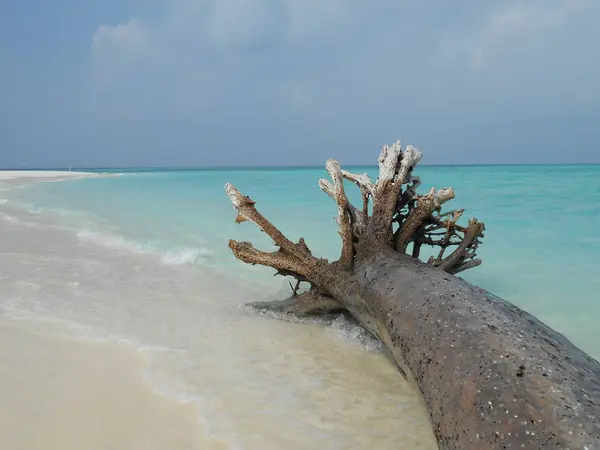 Γραφική Θέα Του Driftwood Στην Παραλία Vashafaru Μαλδίβες — Φωτογραφία Αρχείου