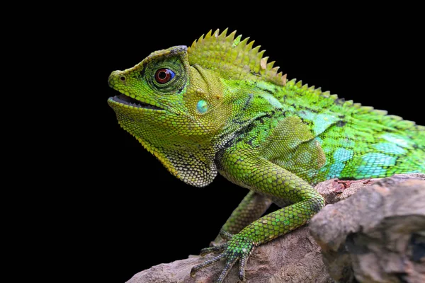Portrait Chameleon Black Background — Stock Photo, Image