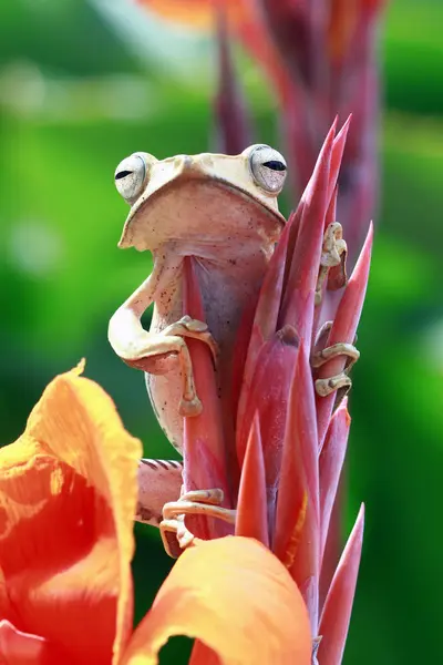 花のつぼみに座っている耳の木のカエル ぼやけた背景 — ストック写真