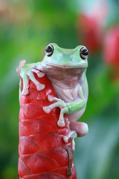 Dumpy Frog Sitting Flower Bud Blurred Background — Stock Photo, Image