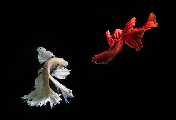 Closeup View Majestic Betta Fishes Black Background — Stock Photo, Image