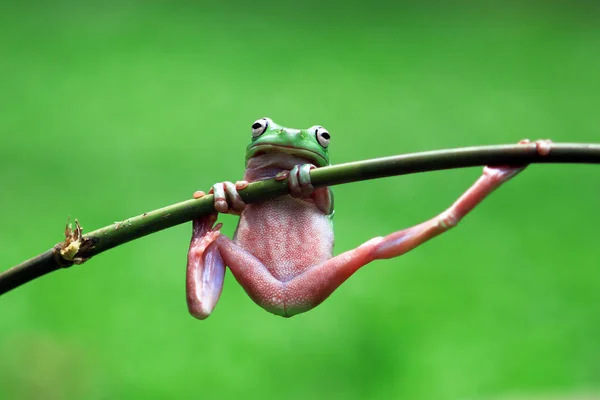 Portrait Une Grenouille Poubelle Sur Une Tige Plante Fond Flou — Photo