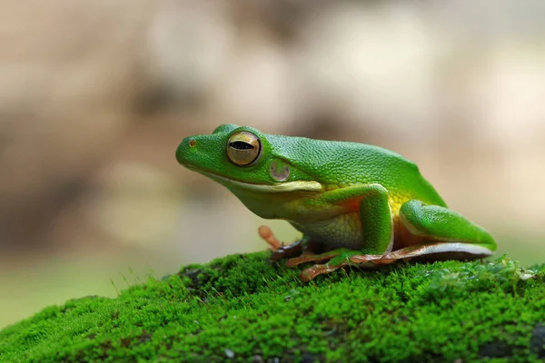 Vitlipped Lövgroda Mossa Suddig Bakgrund — Stockfoto