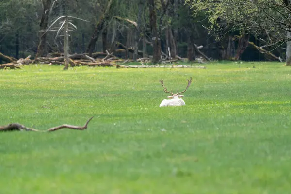 Panoramisch Uitzicht Witte Albino Herten Oostenrijkse Alpen Grunau Almtal Gmunden — Stockfoto