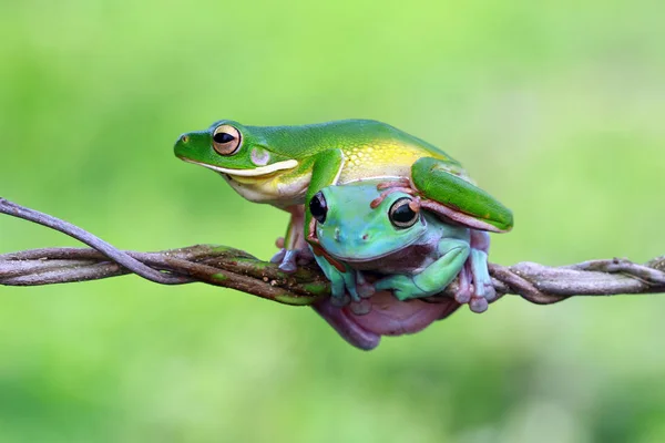 Wit Gedraaide Boomkikker Dumpy Kikker Bovenop Elkaar Een Tak — Stockfoto