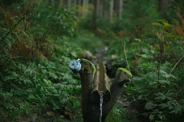 Mug Tree Trunk Next Stream Ukraine — Stock Photo, Image