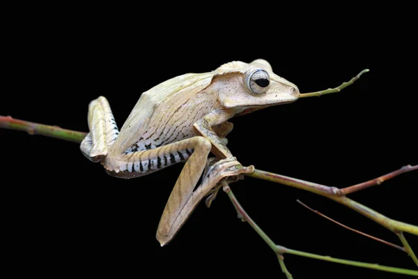 Borneo Eared Tree Frog Branch — Stock Photo, Image