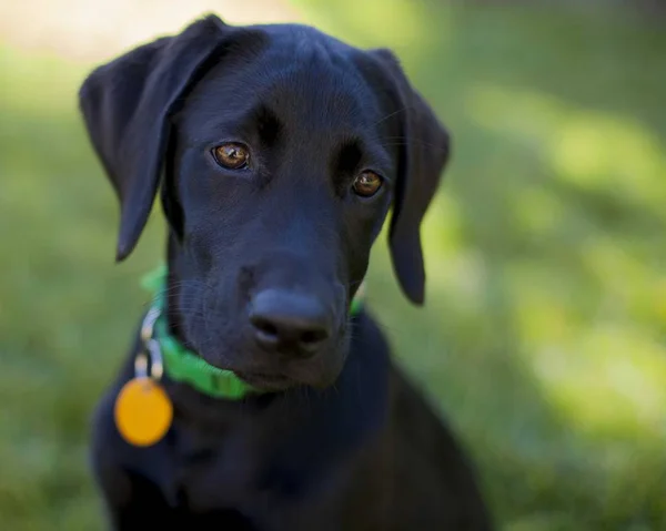 Portrait Black Labrador Puppy Closeup View — Stock Photo, Image