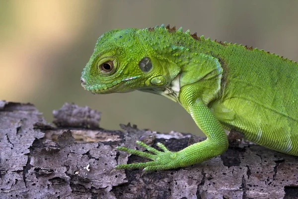 Vista Lateral Retrato Una Iguana Verde Enfoque Selectivo —  Fotos de Stock