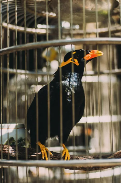 Close Bird Cage Blurred Background — Stock Photo, Image