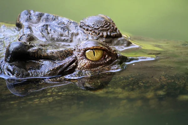 Close Uma Cabeça Crocodilo Submersa Foco Seletivo — Fotografia de Stock