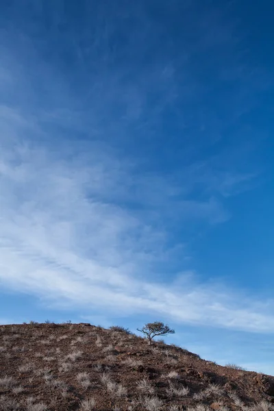 Malebný Pohled Osamělý Strom Kopci Namibie — Stock fotografie