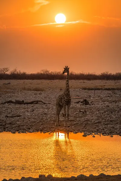 Arancio Cielo Tramonto Levigatura Giraffa — Foto Stock