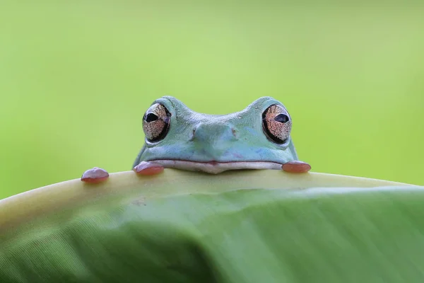 Dumpy Rana Árbol Mirando Sobre Borde Una Hoja Fondo Borroso — Foto de Stock