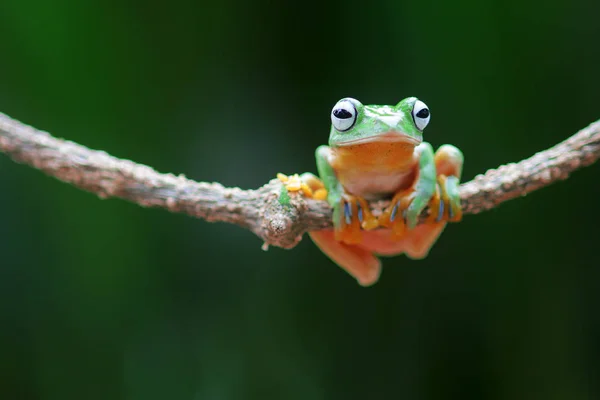 Wallace Grenouille Volante Sur Une Branche Fond Flou — Photo