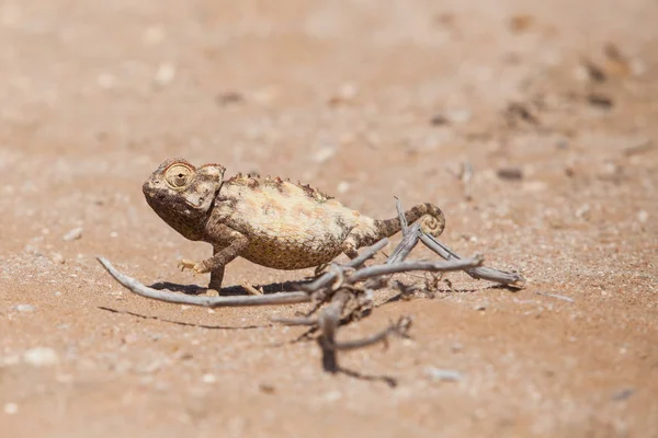 Primer Plano Namaqua Chameleon Tierra Swakopmund Namibia — Foto de Stock