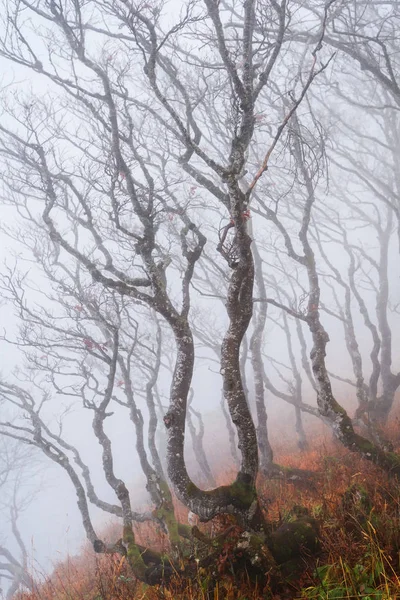 Árvores Floresta Nebulosa Val Travers Neuchatel Suíça — Fotografia de Stock