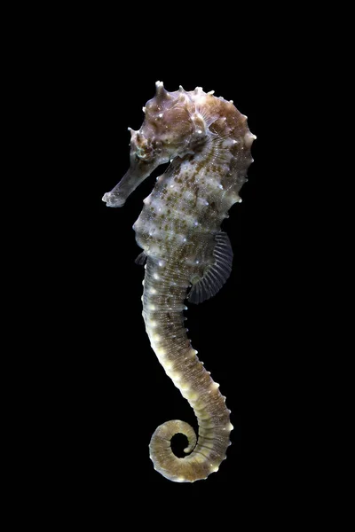 Portrait Seahorse Dark Black Background — Stock Photo, Image