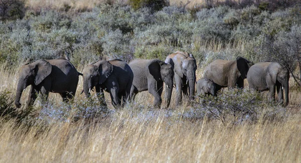 Schilderachtig Uitzicht Majestueuze Kudde Olifanten Met Olifant Kalveren Zuid Afrika — Stockfoto