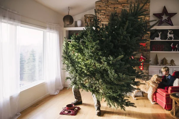 Mann Stellt Weihnachtsbaum Wohnzimmer Auf Sohn Und Hund Sitzen Auf — Stockfoto