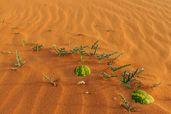 Twee Watermeloenen Begraven Woestijn Saoedi Arabië — Stockfoto