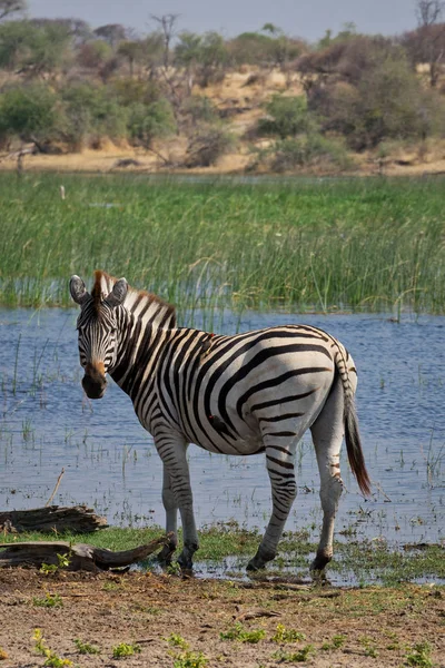 Zebra Стоячи Біля Водойми Макгадікгаді Pans Game Reserve Botswana — стокове фото