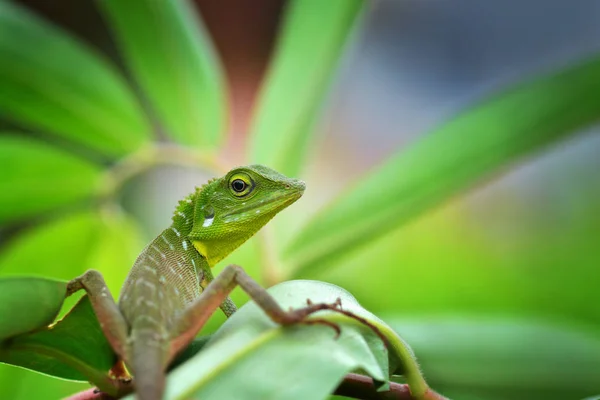 Small Lizard Plant Closeup View Selective Focus — Stock Photo, Image
