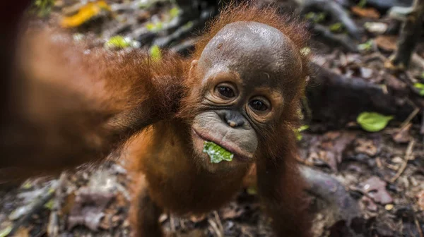 Портрет Орангутанга Борнео Индонезия — стоковое фото