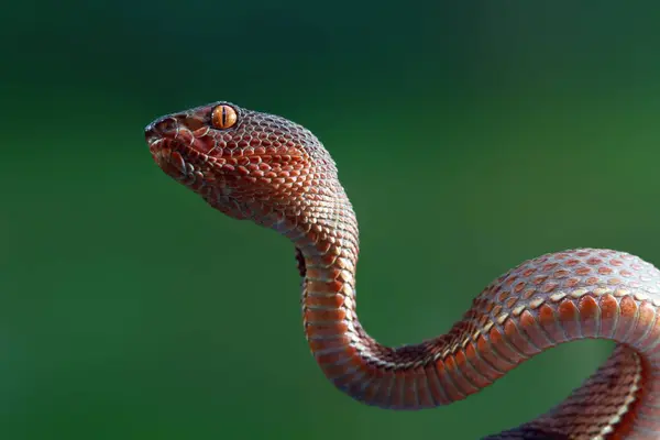 Mangrove Pit Viper Snake Blurred Background — Stock Photo, Image
