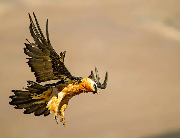 Skäggiga Vulture Flygning Suddig Bakgrund — Stockfoto