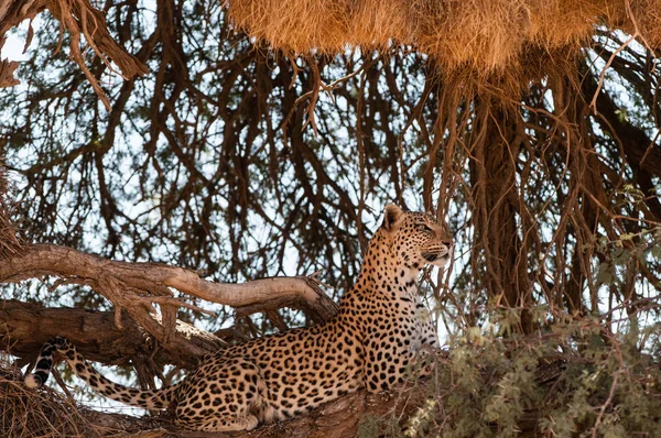 Malerische Ansicht Des Leoparden Einem Baum Kgalagadi Transfrontier Park Südafrika — Stockfoto