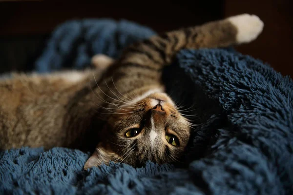 可爱的猫躺在沙发上的特写镜头 — 图库照片