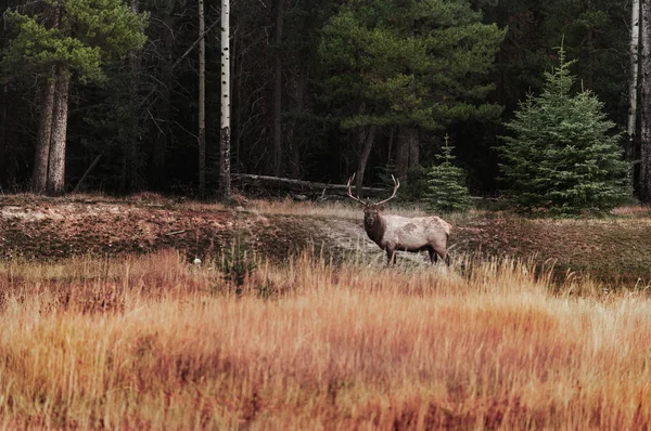 Hirsche Wald Banff Park Alberta Kanada — Stockfoto