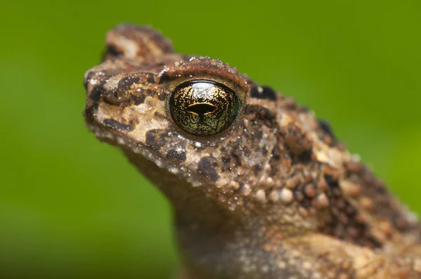 ぼやけた背景に対するカエルの肖像 — ストック写真