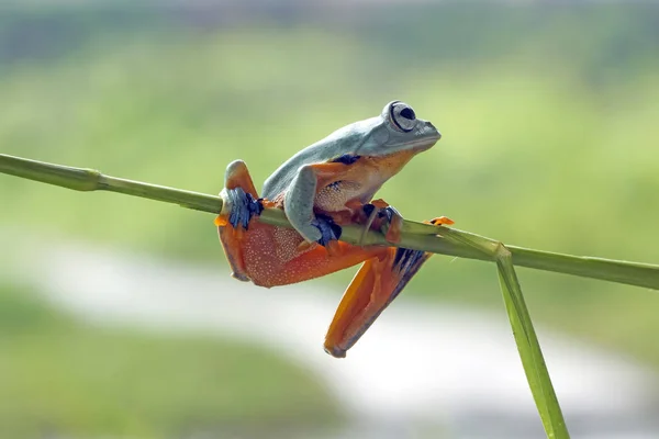 植物上的爪哇树蛙 模糊的背景 — 图库照片