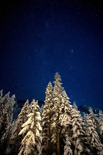 Ночное Небо Звездами Елями — стоковое фото