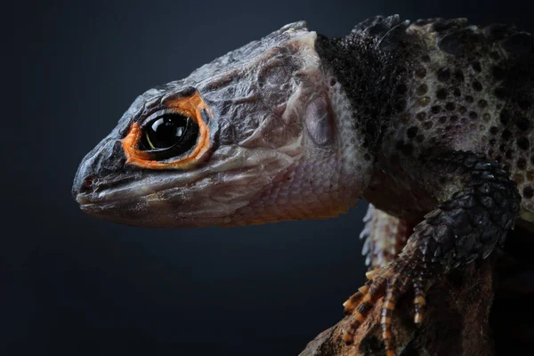 Krokodilskink Auf Einem Ast Nahaufnahme Selektiver Fokus — Stockfoto