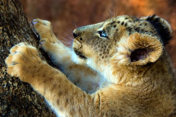 Löwenjunges Klettert Wild Auf Einen Baum — Stockfoto