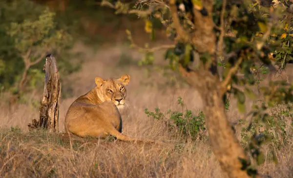 Leonessa Sdraiata Sotto Albero Kruger National Park Sud Africa — Foto Stock